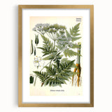 Vintage Botanical Art Print – Anthriscus Silvestris Wild Chervil