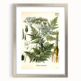 Vintage Botanical Art Print – Anthriscus Silvestris Wild Chervil
