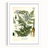 Vintage Botanical Art Print – Anthriscus Silvestris Wild Chervil