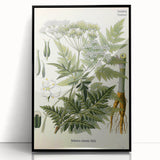 Vintage Botanical Art Print – Anthriscus Silvestris Wild Chervil