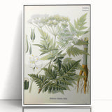 Vintage Botanical Art Print – Anthriscus Silvestris Wild Chervil