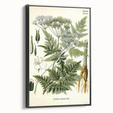 Vintage Botanical Art Print – Anthriscus Silvestris Wild Chervil