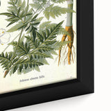 Vintage Botanical Art Print – Anthriscus Silvestris Wild Chervil