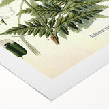 Vintage Botanical Art Print – Anthriscus Silvestris Wild Chervil