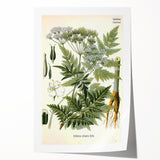 Vintage Botanical Art Print – Anthriscus Silvestris Wild Chervil