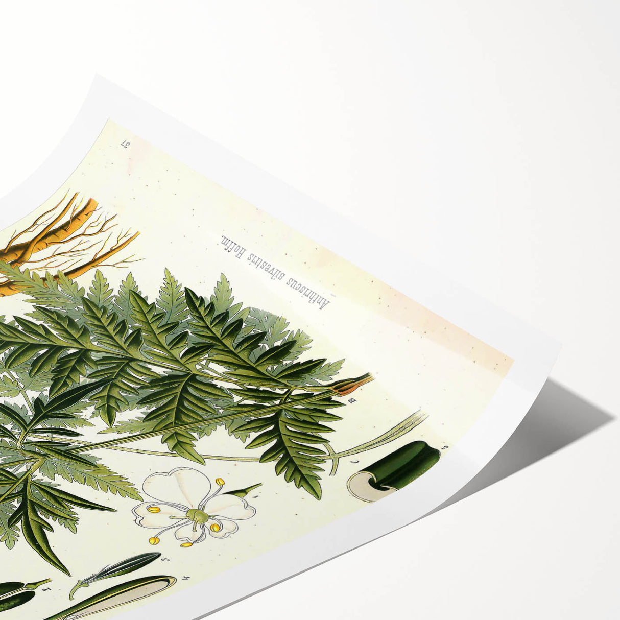 Vintage Botanical Art Print – Anthriscus Silvestris Wild Chervil