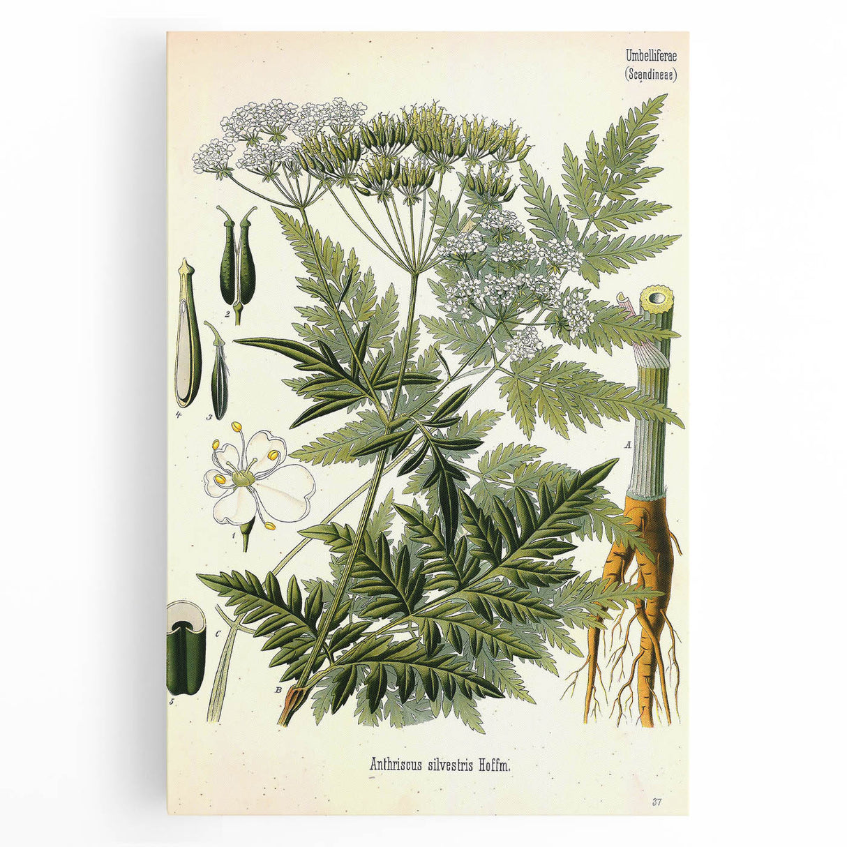 Vintage Botanical Art Print – Anthriscus Silvestris Wild Chervil