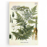 Vintage Botanical Art Print – Anthriscus Silvestris Wild Chervil