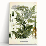 Vintage Botanical Art Print – Anthriscus Silvestris Wild Chervil