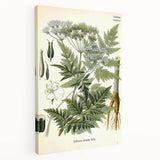 Vintage Botanical Art Print – Anthriscus Silvestris Wild Chervil