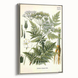 Vintage Botanical Art Print – Anthriscus Silvestris Wild Chervil