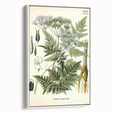 Vintage Botanical Art Print – Anthriscus Silvestris Wild Chervil