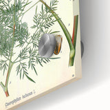 Vintage Botanical Art Print – Chaerophyllum Bulbosum with Green Leaves