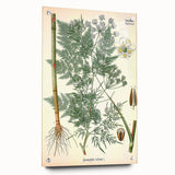 Vintage Botanical Art Print – Chaerophyllum Bulbosum with Green Leaves