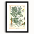 Vintage Botanical Art Print – Chaerophyllum Bulbosum with Green Leaves