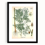 Vintage Botanical Art Print – Chaerophyllum Bulbosum with Green Leaves