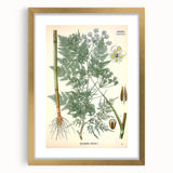Vintage Botanical Art Print – Chaerophyllum Bulbosum with Green Leaves
