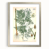 Vintage Botanical Art Print – Chaerophyllum Bulbosum with Green Leaves