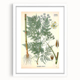 Vintage Botanical Art Print – Chaerophyllum Bulbosum with Green Leaves