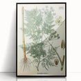 Vintage Botanical Art Print – Chaerophyllum Bulbosum with Green Leaves