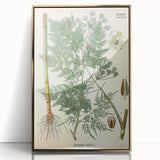 Vintage Botanical Art Print – Chaerophyllum Bulbosum with Green Leaves