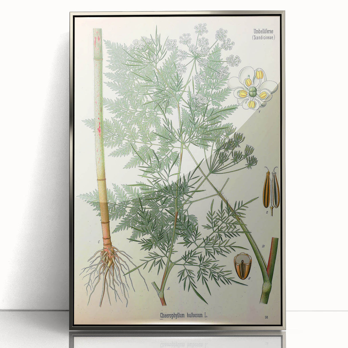 Vintage Botanical Art Print – Chaerophyllum Bulbosum with Green Leaves