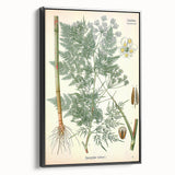 Vintage Botanical Art Print – Chaerophyllum Bulbosum with Green Leaves