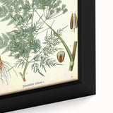 Vintage Botanical Art Print – Chaerophyllum Bulbosum with Green Leaves