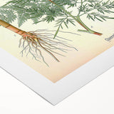 Vintage Botanical Art Print – Chaerophyllum Bulbosum with Green Leaves