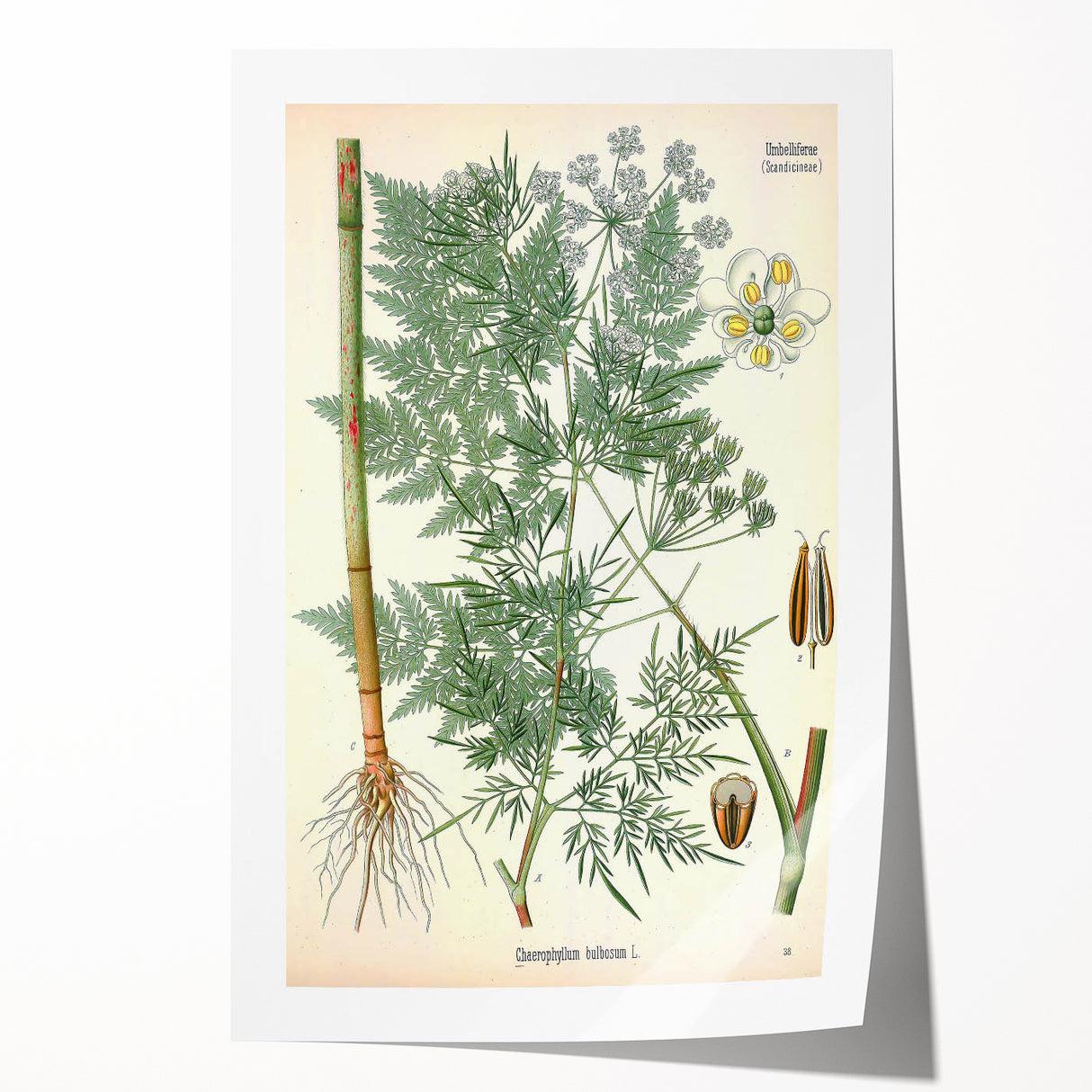 Vintage Botanical Art Print – Chaerophyllum Bulbosum with Green Leaves