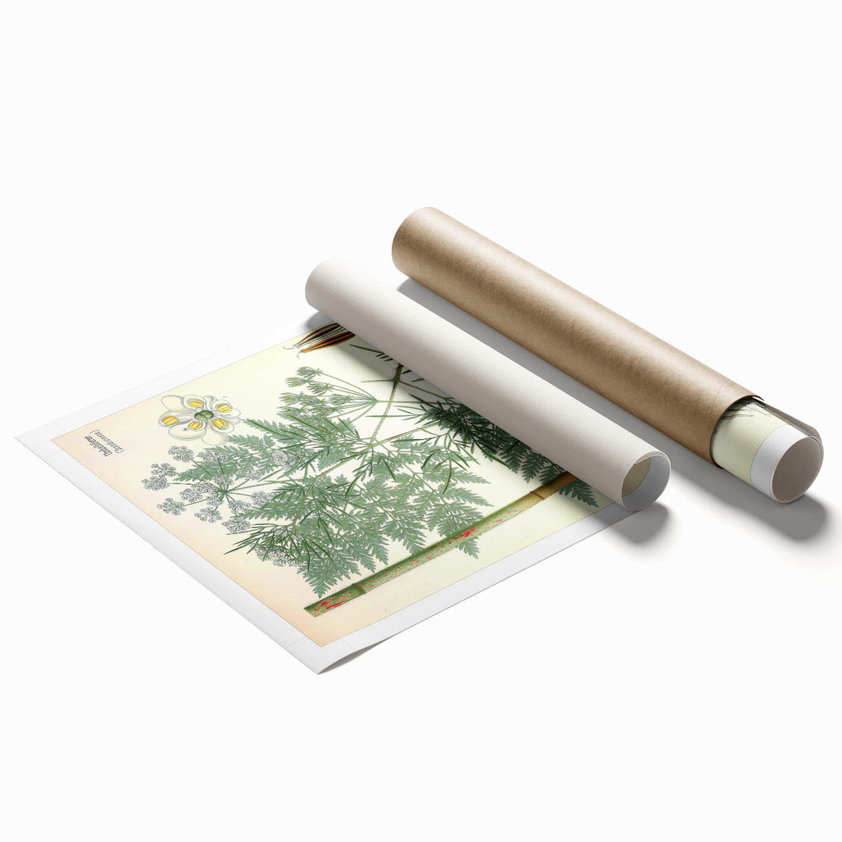 Vintage Botanical Art Print – Chaerophyllum Bulbosum with Green Leaves