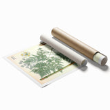 Vintage Botanical Art Print – Chaerophyllum Bulbosum with Green Leaves