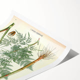 Vintage Botanical Art Print – Chaerophyllum Bulbosum with Green Leaves