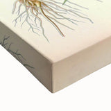 Vintage Botanical Art Print – Chaerophyllum Bulbosum with Green Leaves