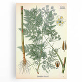 Vintage Botanical Art Print – Chaerophyllum Bulbosum with Green Leaves
