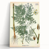 Vintage Botanical Art Print – Chaerophyllum Bulbosum with Green Leaves