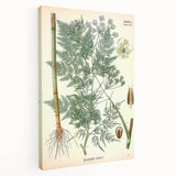 Vintage Botanical Art Print – Chaerophyllum Bulbosum with Green Leaves