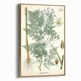 Vintage Botanical Art Print – Chaerophyllum Bulbosum with Green Leaves