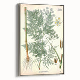 Vintage Botanical Art Print – Chaerophyllum Bulbosum with Green Leaves