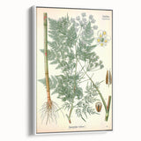 Vintage Botanical Art Print – Chaerophyllum Bulbosum with Green Leaves