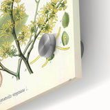 Vintage Botanical Art Print – Hamamelis Virginiana with Yellow Flowers