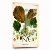 Vintage Botanical Art Print – Hamamelis Virginiana with Yellow Flowers