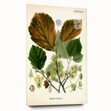 Vintage Botanical Art Print – Hamamelis Virginiana with Yellow Flowers