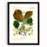 Vintage Botanical Art Print – Hamamelis Virginiana with Yellow Flowers