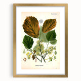 Vintage Botanical Art Print – Hamamelis Virginiana with Yellow Flowers