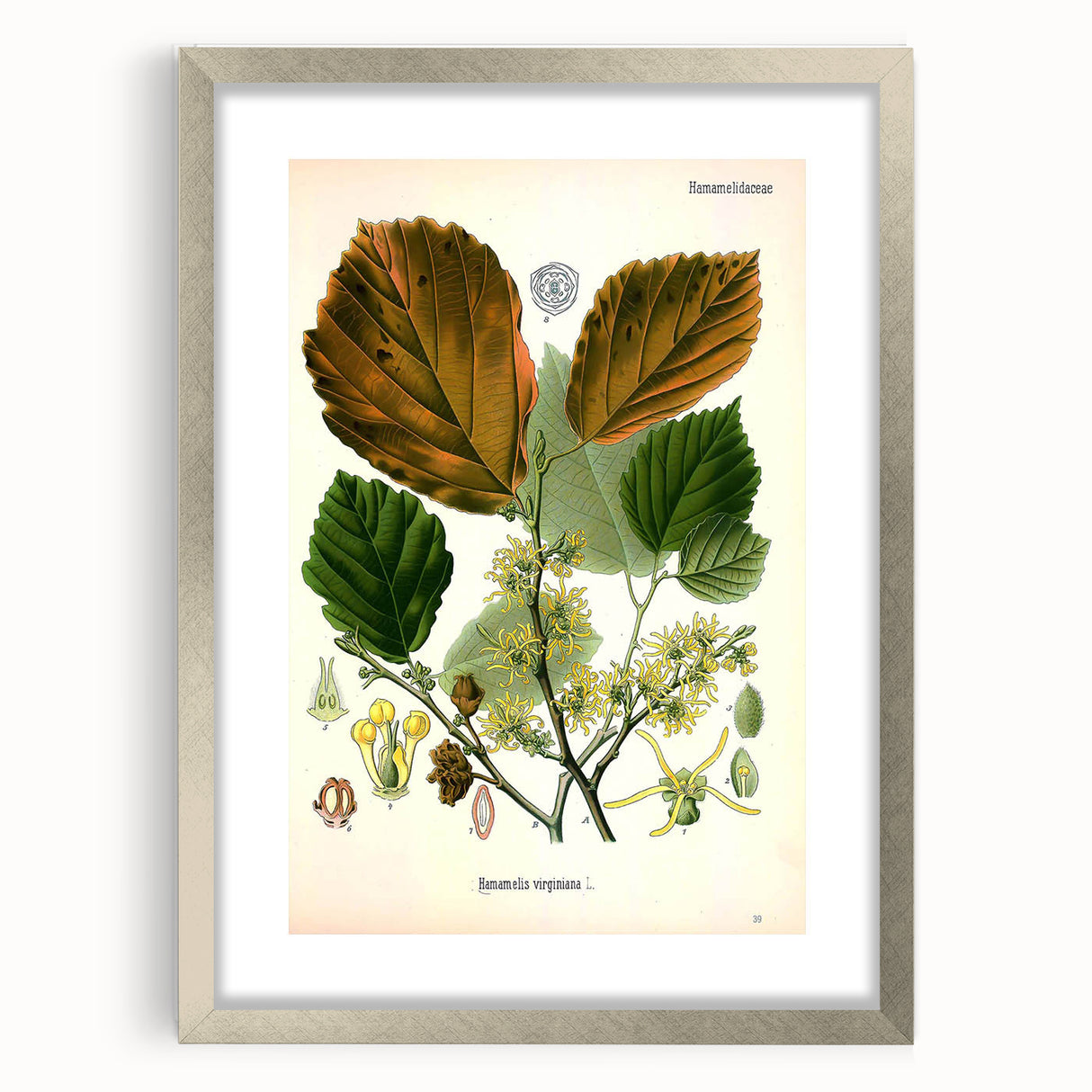 Vintage Botanical Art Print – Hamamelis Virginiana with Yellow Flowers