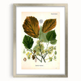 Vintage Botanical Art Print – Hamamelis Virginiana with Yellow Flowers