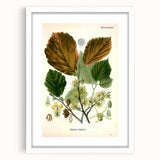 Vintage Botanical Art Print – Hamamelis Virginiana with Yellow Flowers