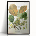 Vintage Botanical Art Print – Hamamelis Virginiana with Yellow Flowers
