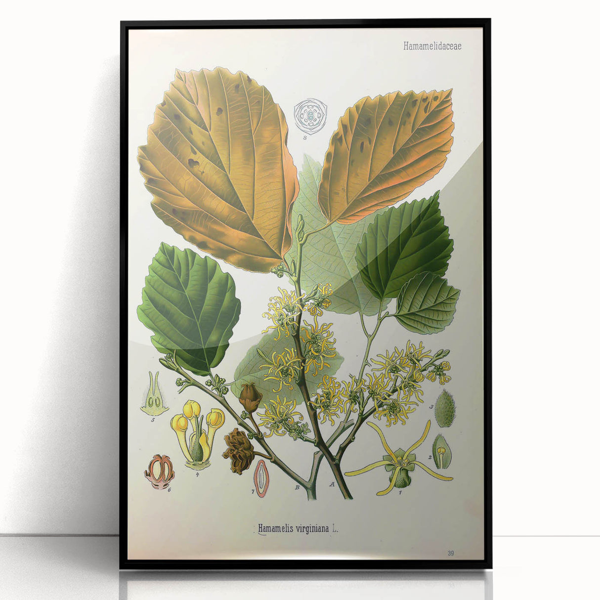 Vintage Botanical Art Print – Hamamelis Virginiana with Yellow Flowers